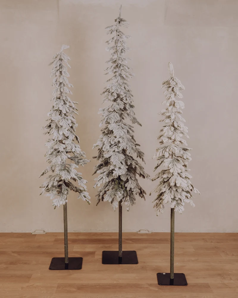 Sapin Alpin flocké